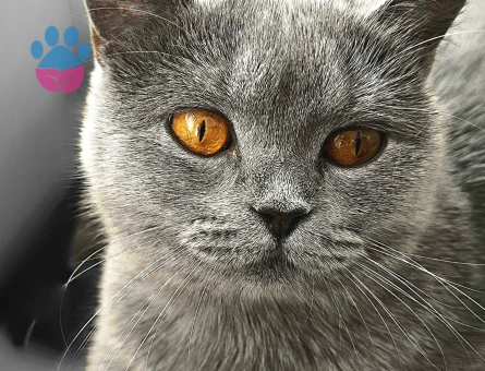 British shorthair dişi kedime eş arıyorum