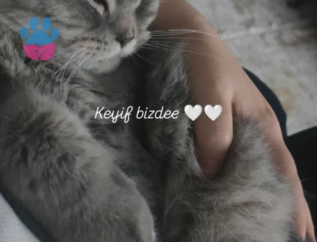 British Shorthair 10 Aylık Eş Arıyor