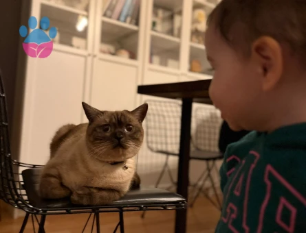 Siyam Bluepoint Kızıma Eş Arıyorum