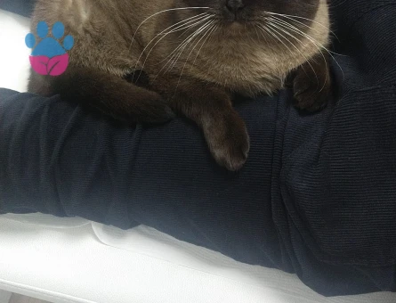 Scottish Fold Kedime Eş Arıyorum 1,5 Yaşında