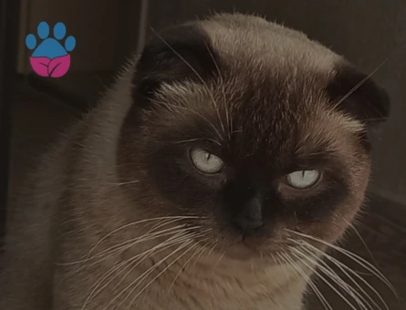 Scottish Fold Kedime Eş Arıyorum 1,5 Yaşında