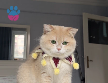 British Golden Kedime Eş Arıyorum 1 Yaşında