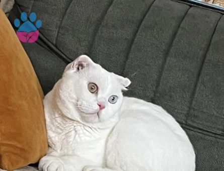 Scottish Fold 2 Yaşında Eş Arıyor