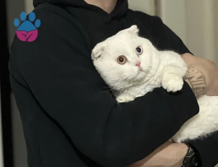 Scottish Fold 2 Yaşında Eş Arıyor