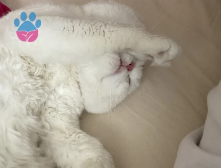 Scottish Fold 2 Yaşında Eş Arıyor