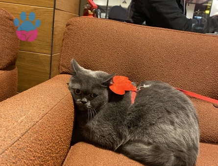 British Shorthair Dişi Kedime Eş Arıyorum