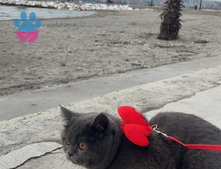 British Shorthair Dişi Kedime Eş Arıyorum