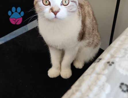 Scottish fold 10 Aylık Eş Arıyor Kızgınlıkta