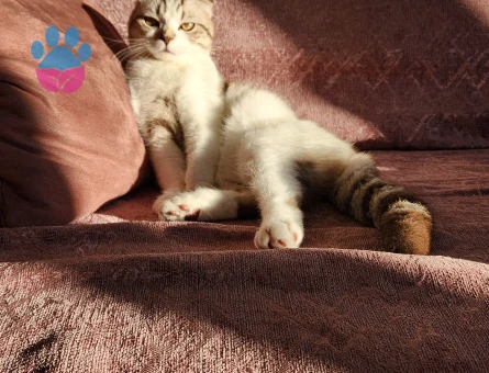 Scottish fold 10 Aylık Eş Arıyor Kızgınlıkta