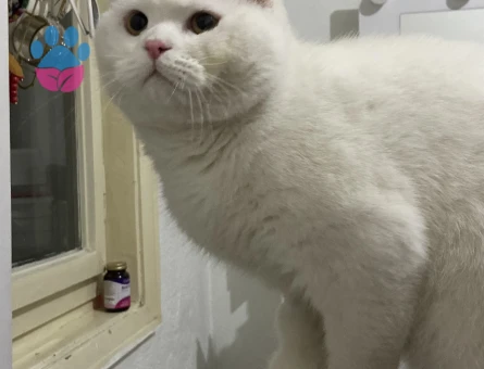 Scottish Fold Kedim Eş Arıyor 1 Yaşında