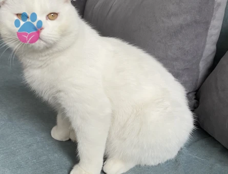 Scottish Fold Kedim Eş Arıyor 1 Yaşında