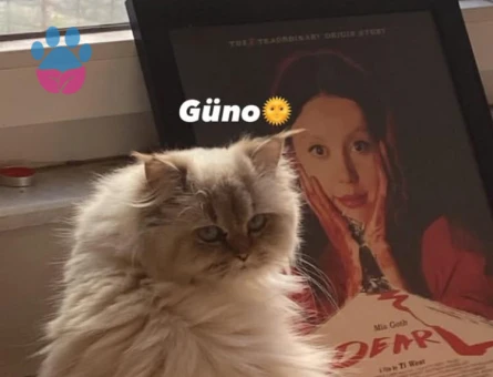 British Longhair Güzel kızım için eş arıyorum