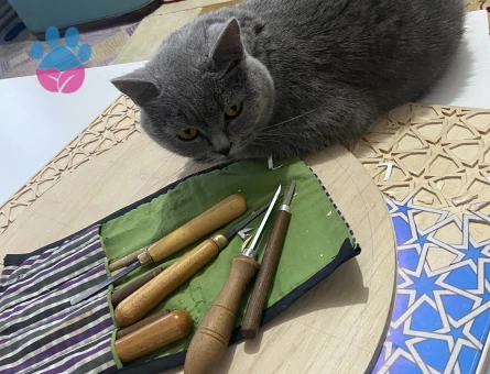 British Shorthair Kızımıza Eş Arıyorum