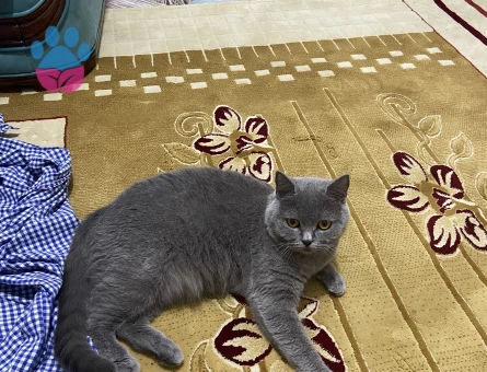 British Shorthair Kızımıza Eş Arıyorum