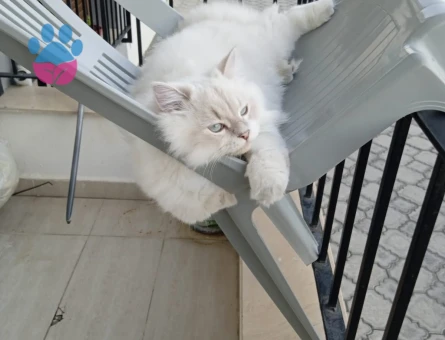 British shorthair 1 Yaşında Eş Arıyor