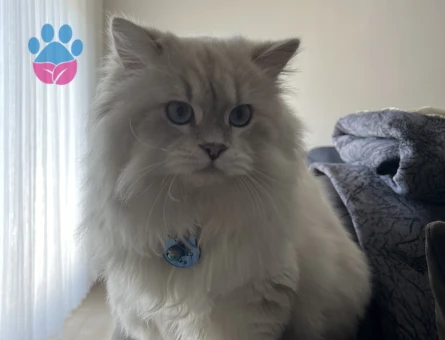 British shorthair 1 Yaşında Eş Arıyor