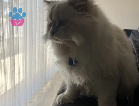 British shorthair 1 Yaşında Eş Arıyor