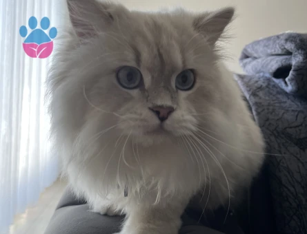 British shorthair 1 Yaşında Eş Arıyor