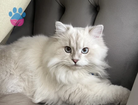 British shorthair 1 Yaşında Eş Arıyor