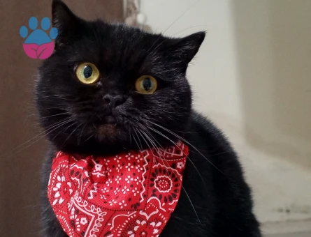 British Shorthair Güzel Kızıma Damat Arıyorum