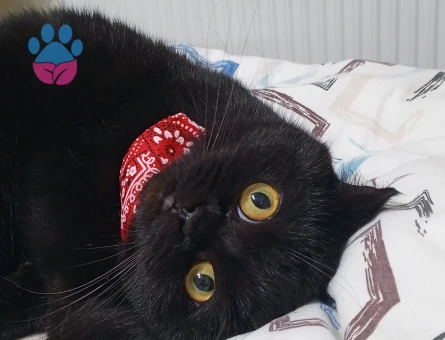 British Shorthair Güzel Kızıma Damat Arıyorum