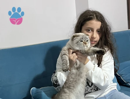 Scottish Fold 1 Yaşında Eş Arıyor Kızgınlıkta