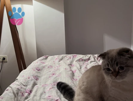 Scottish Fold 1 Yaşında Eş Arıyor Kızgınlıkta