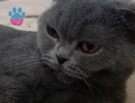 Scottish Fold Kızgınlınlıkta Acil Eş Aranıyor