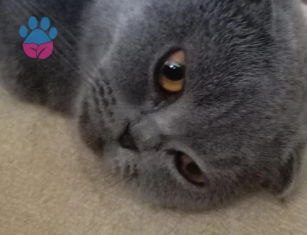 Scottish Fold Kızgınlınlıkta Acil Eş Aranıyor