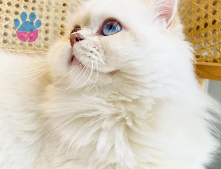 British Longhair 10 Aylık Kedim Eş Arıyor