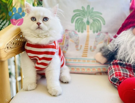 British Longhair 10 Aylık Kedim Eş Arıyor