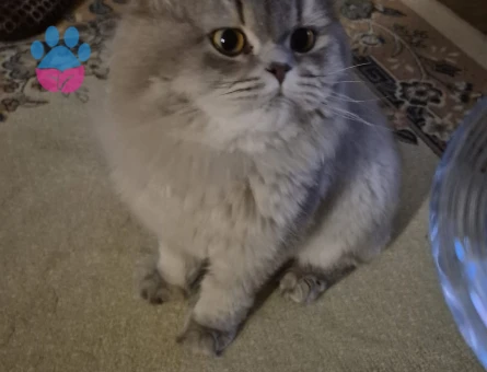 British SHorthair Kedimize es arıyoruz