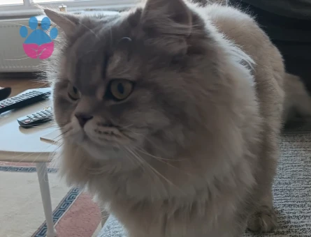 British SHorthair Kedimize es arıyoruz