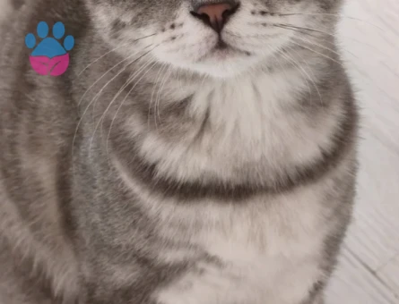 Scottish Fold Lilya Eş Arıyor