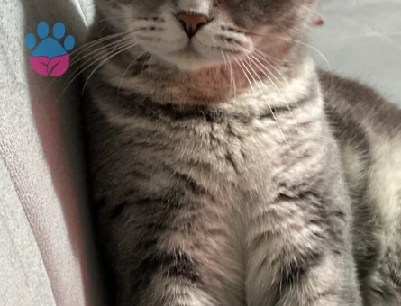 Scottish Fold Lilya Eş Arıyor