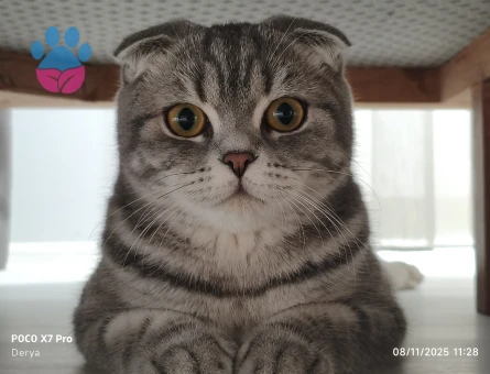 Scottish Fold Lilya Eş Arıyor
