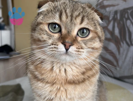 Scottish Fold Patates dişi eş arıyor