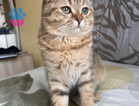 Scottish Fold Patates dişi eş arıyor