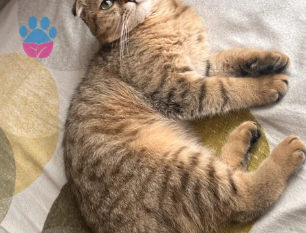 Scottish Fold Patates dişi eş arıyor