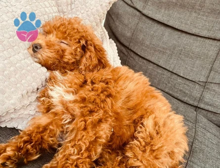 Kızımız Toffie için eş arıyoruz