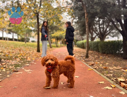 Kızımız Toffie için eş arıyoruz