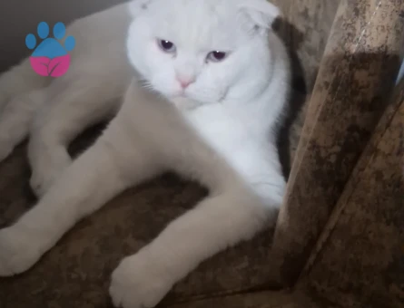 British Shorthair Kedime eş arıyorum