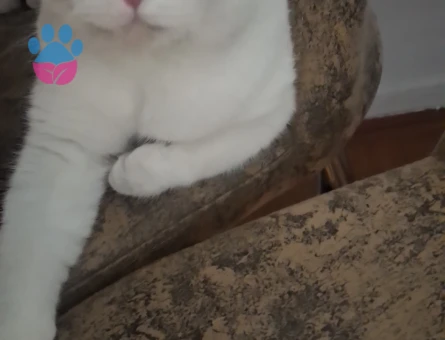 British Shorthair Kedime eş arıyorum