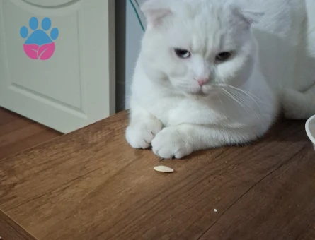 British Shorthair Kedime eş arıyorum