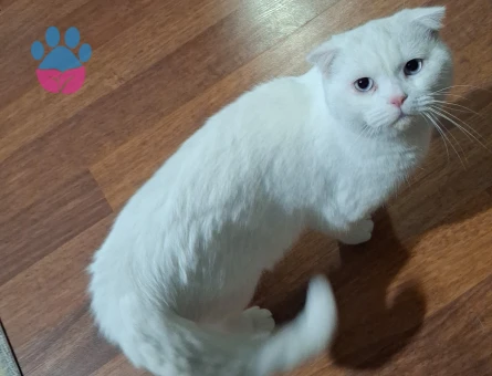 British Shorthair Kedime eş arıyorum