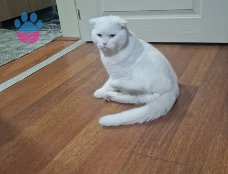 British Shorthair Kedime eş arıyorum