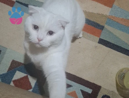 British Shorthair Kedime eş arıyorum