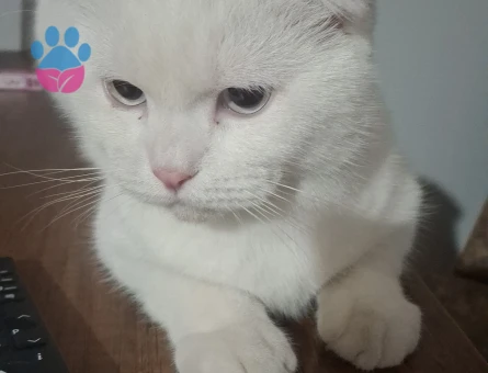 British Shorthair Kedime eş arıyorum