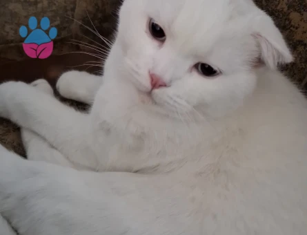 British Shorthair Kedime eş arıyorum