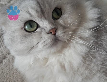 British Longhair Oğluma Kız Arıyorum